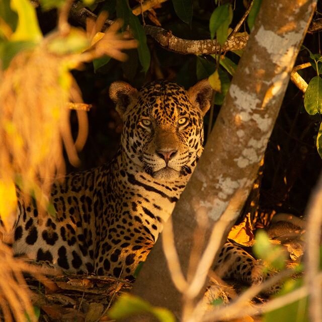 Reminiscing of this moody prince of Brazil's Pantanal.

#jaguar #jaguars #jaguarsofbrazil #jaguarsofthepantanal #bigcats #bigcatsofinstagram #bigcatsofsouthamerica #bigcatsforever #brazil #thepantanal #pantanal #yolo #yolotravel #youonlyliveonce #you
