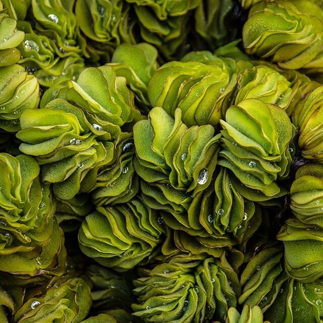 We love finding creative patterns and textures in nature.  This from our boat on the tributaries of the Kinabatangan River, Borneo.

#nature #loweryoursights #smallpleasures