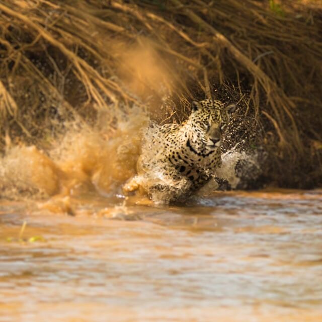 There are few things more impressive than watching a mature jaguar in full flight on its quest for ever delicious caiman.

#jaguar #jaguars #jaguarsofbrazil #jaguarsofthepantanal #bigcats #bigcatsofinstagram #bigcatsofsouthamerica #bigcatsforever #br