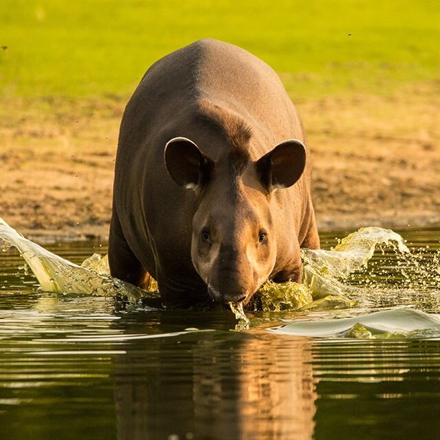 The delights of nature's creativity.  A gorgeous example of the South American tapir cooling off at Jaguar Lake in Brazil's northern Pantanal.

#tapir #brazil #thepantanal #pantanal #yolo #yolotravel #youonlyliveonce #youonlyliveoncetravel #adventure