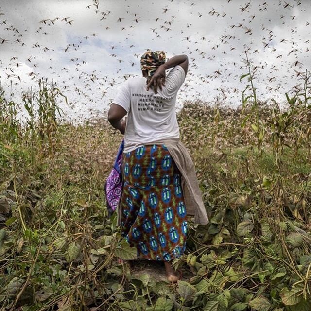 Repost @oxfamamerica
・・・
The massive swarms of desert locusts are spreading across East Africa and devastating communities that are already dealing with a paralyzing hunger crisis due to an ongoing drought in the region. A large desert locust is one 