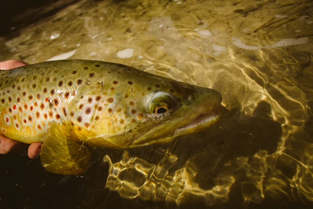Big old brown trout recently caught in the San Bernardino Mountains. 