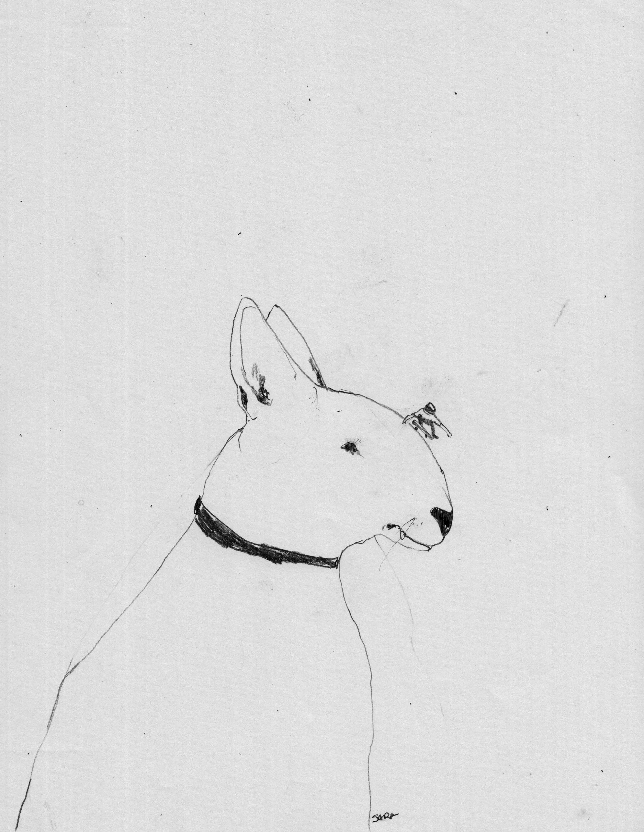 bullterrior.jpeg