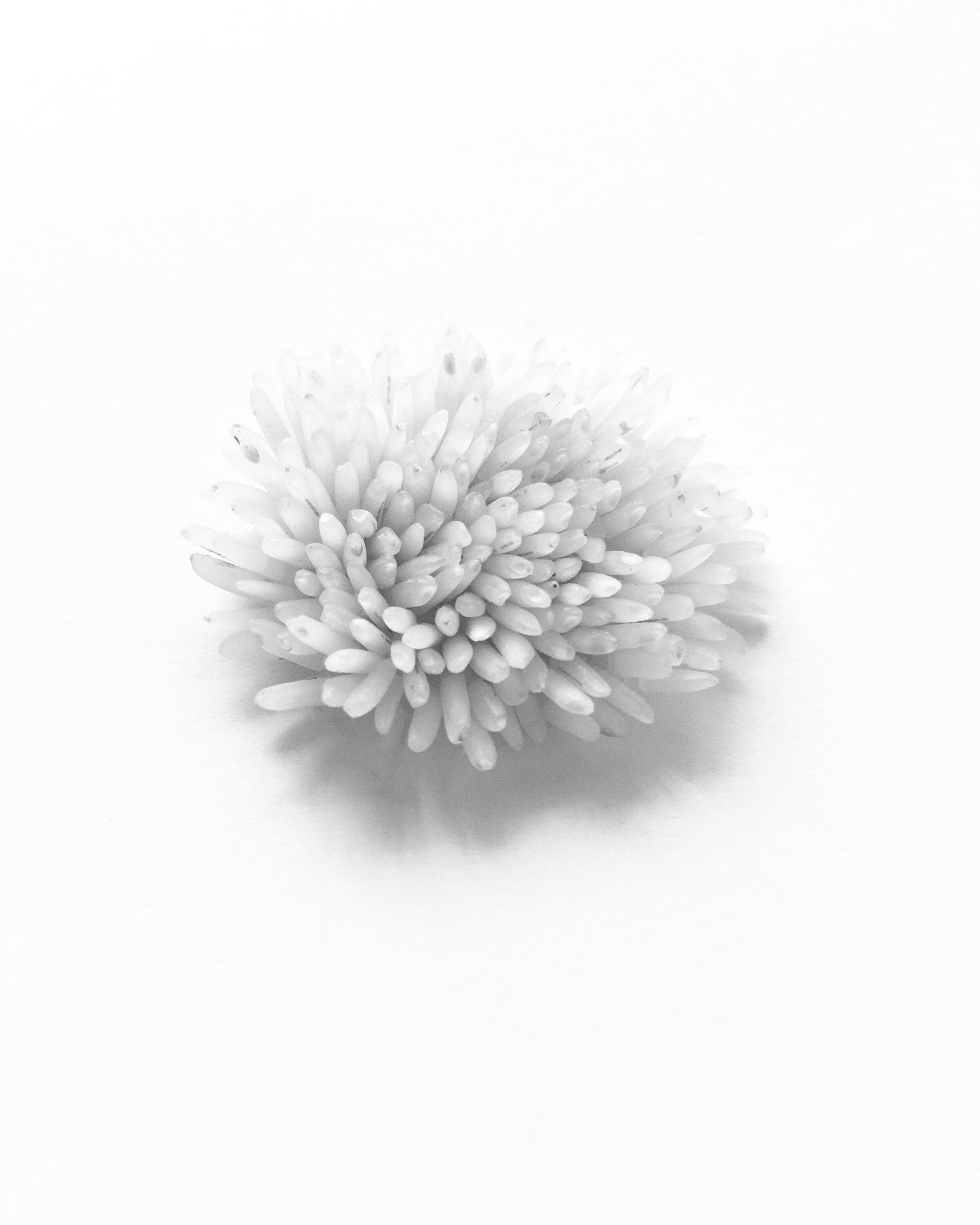 Brooch Sketch: Rice Flower