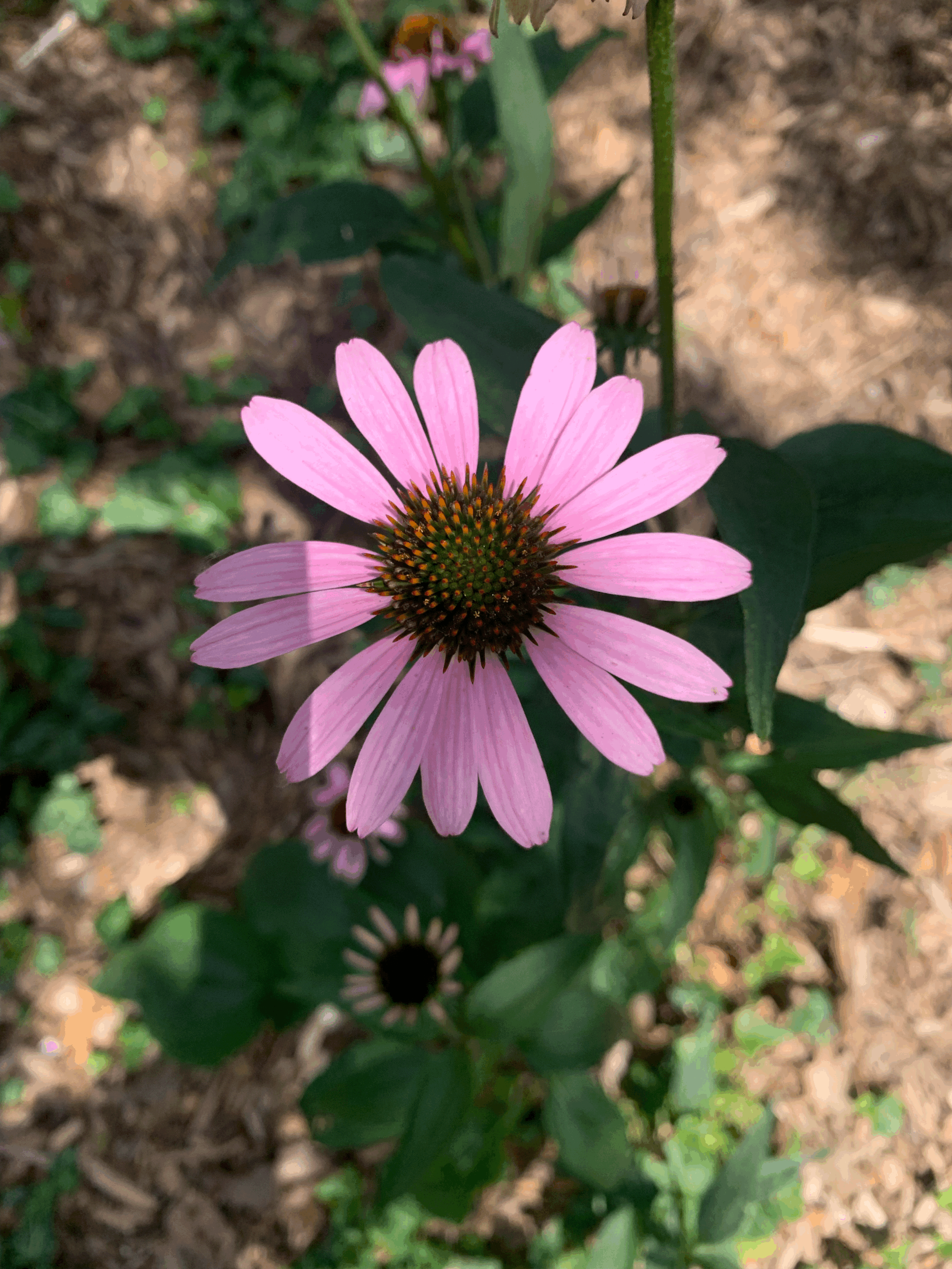 Embodiment: Speaking from Self