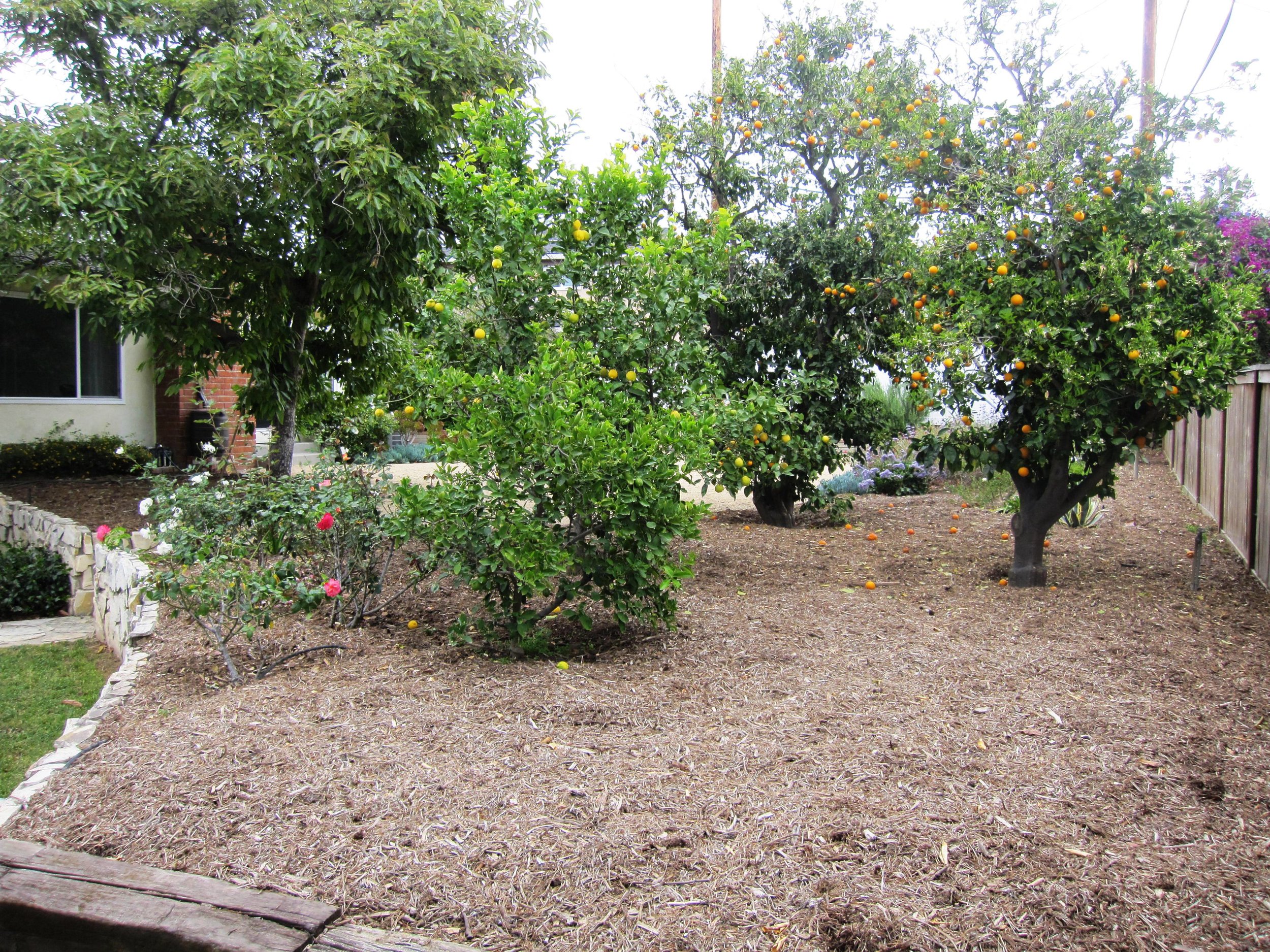Two tiered back yard with fruit trees