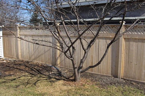 fence2.jpg