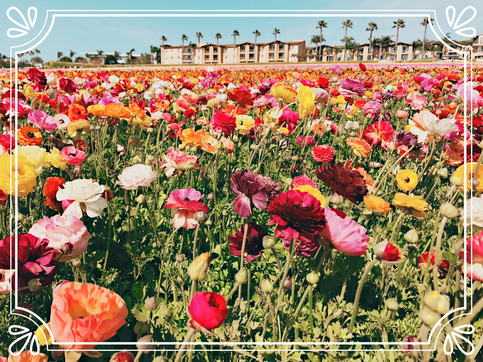 Flower Fields, Carlsbad, CA