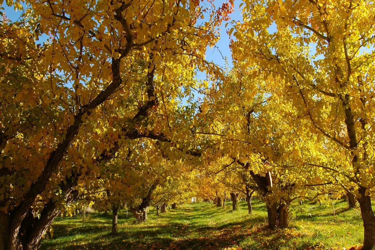 fall.jpg