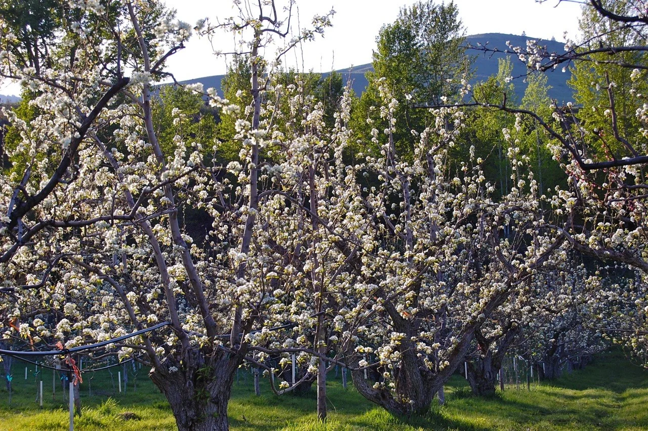 spring.jpg