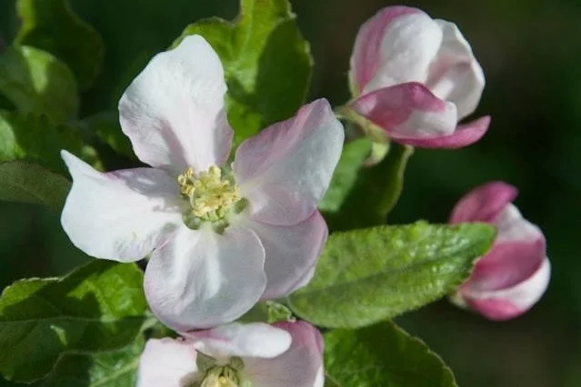 flower.jpg