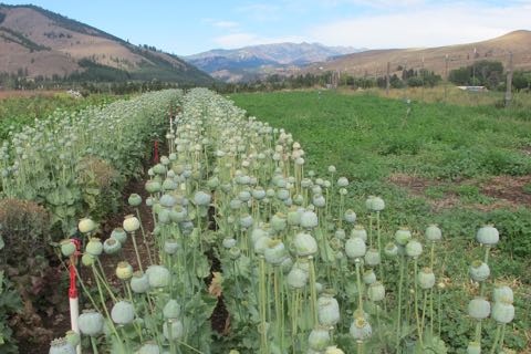 breadseed poppy field.jpg