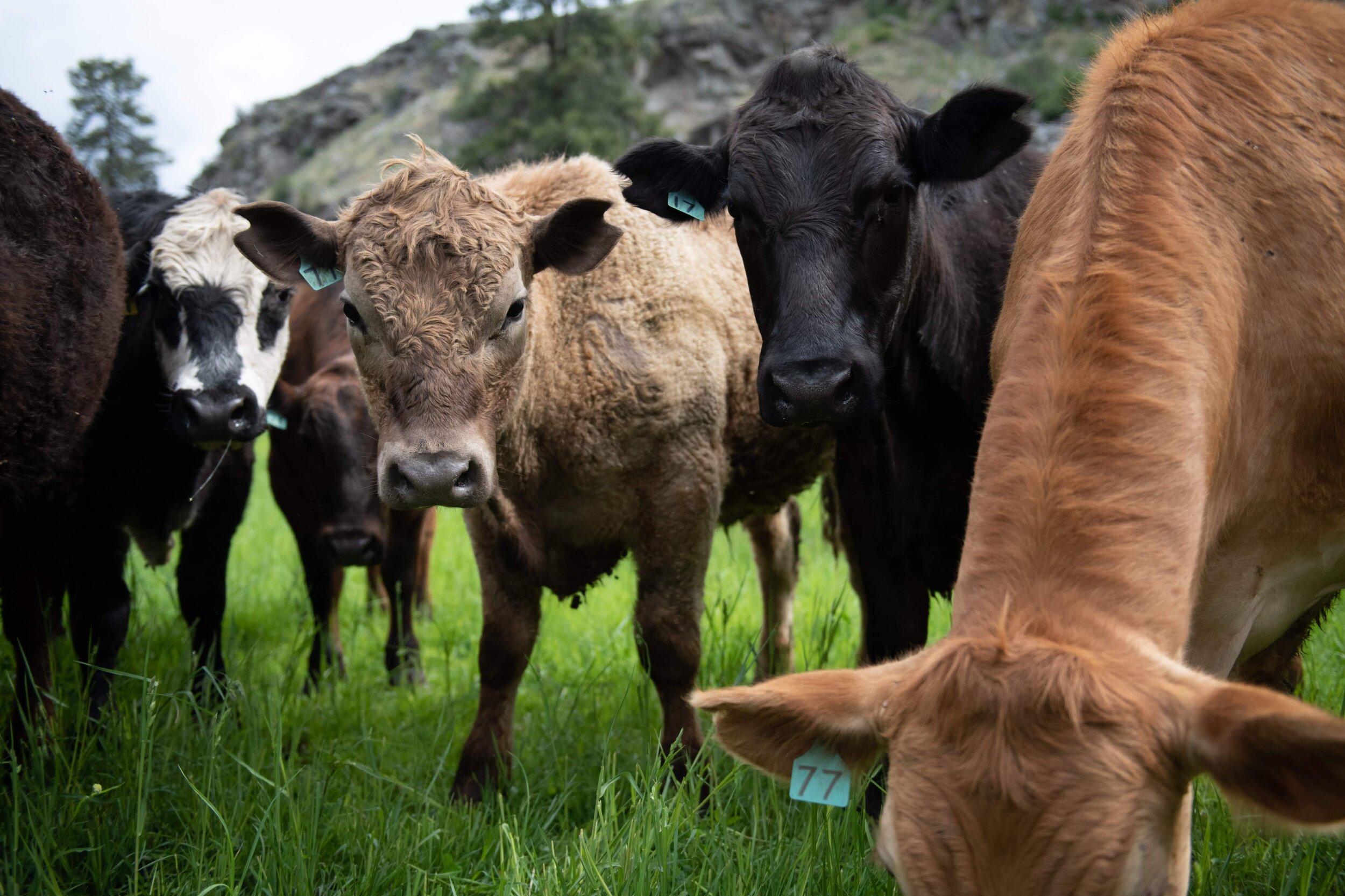 20190516 Methow Valley Conservancy Hole In The Wall Ranch-0208.jpg