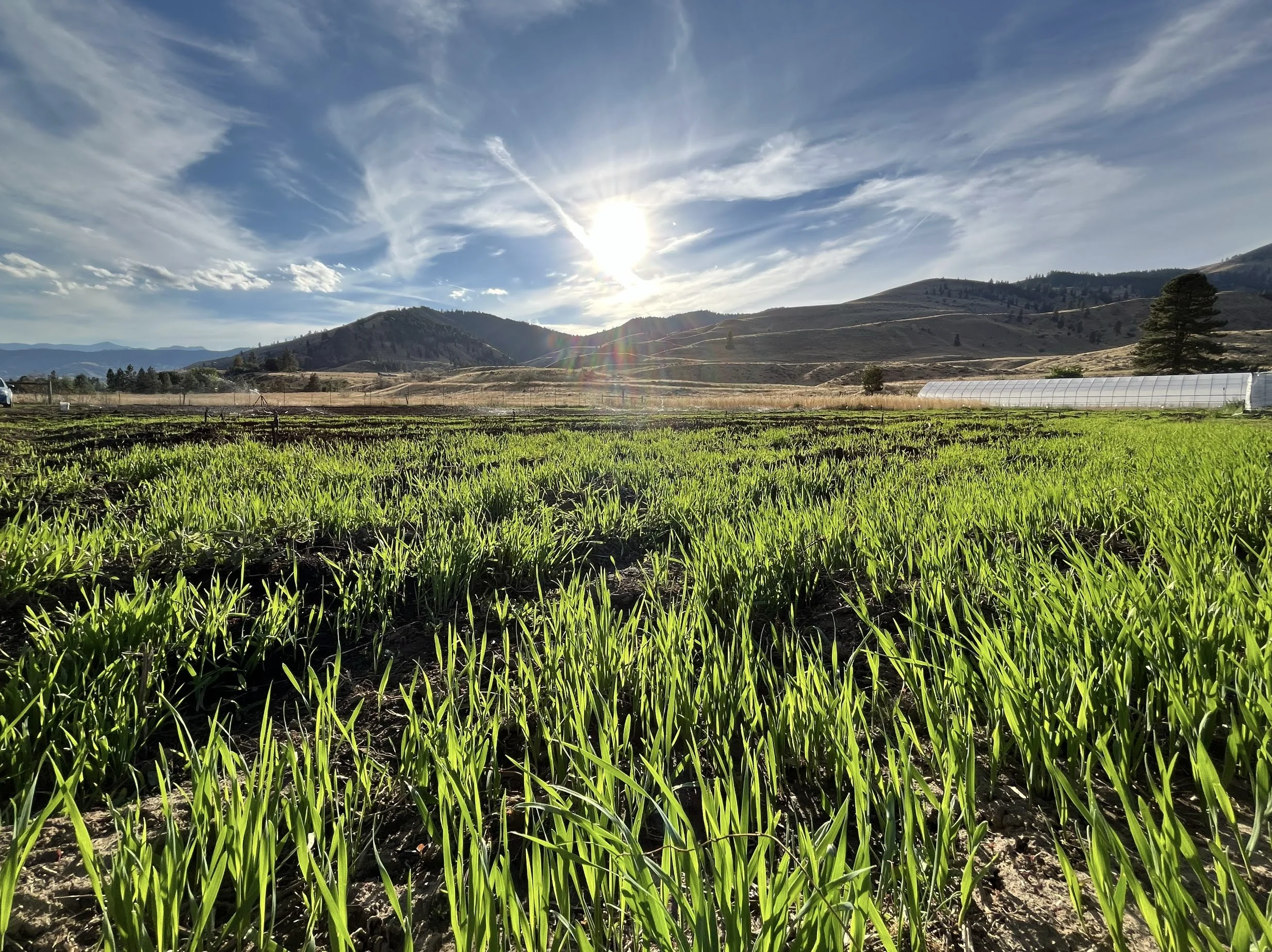 cover crop Beaver Food Forest.jpg