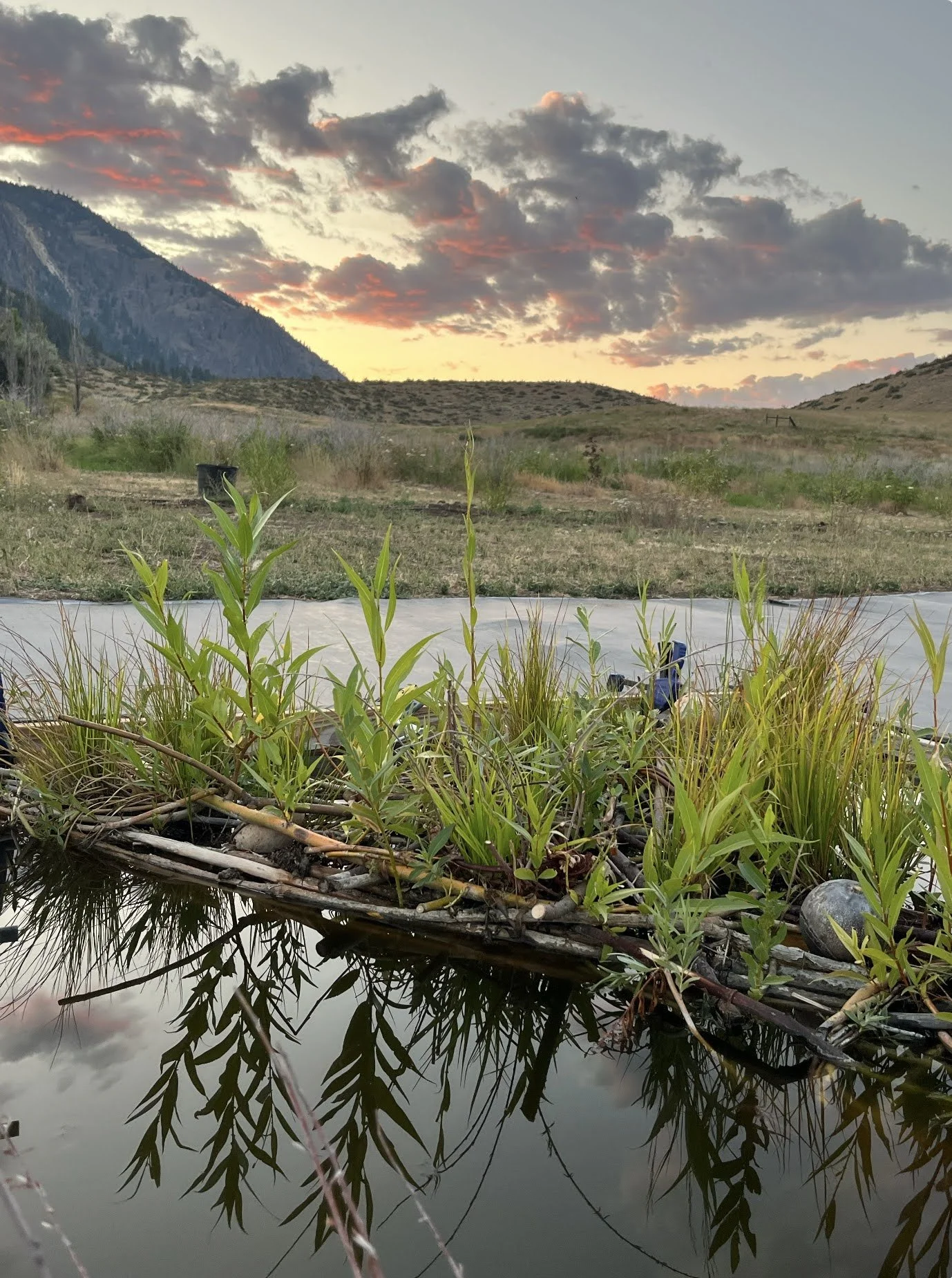 floating wetland at Beaver Food Forest.jpg