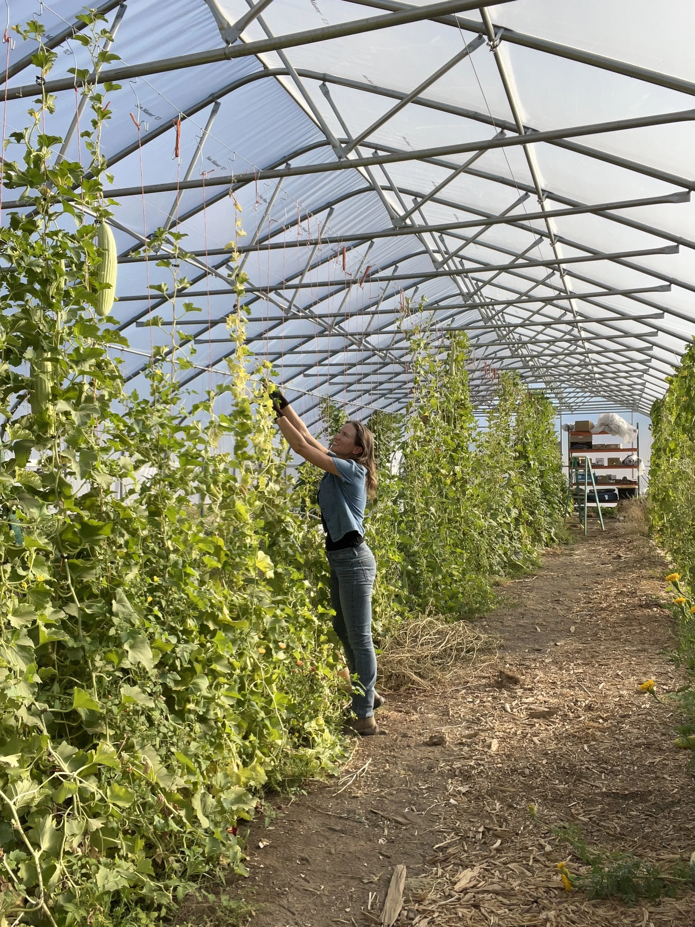 Julie Vanderwal in high tunnel IMG_4165.JPG