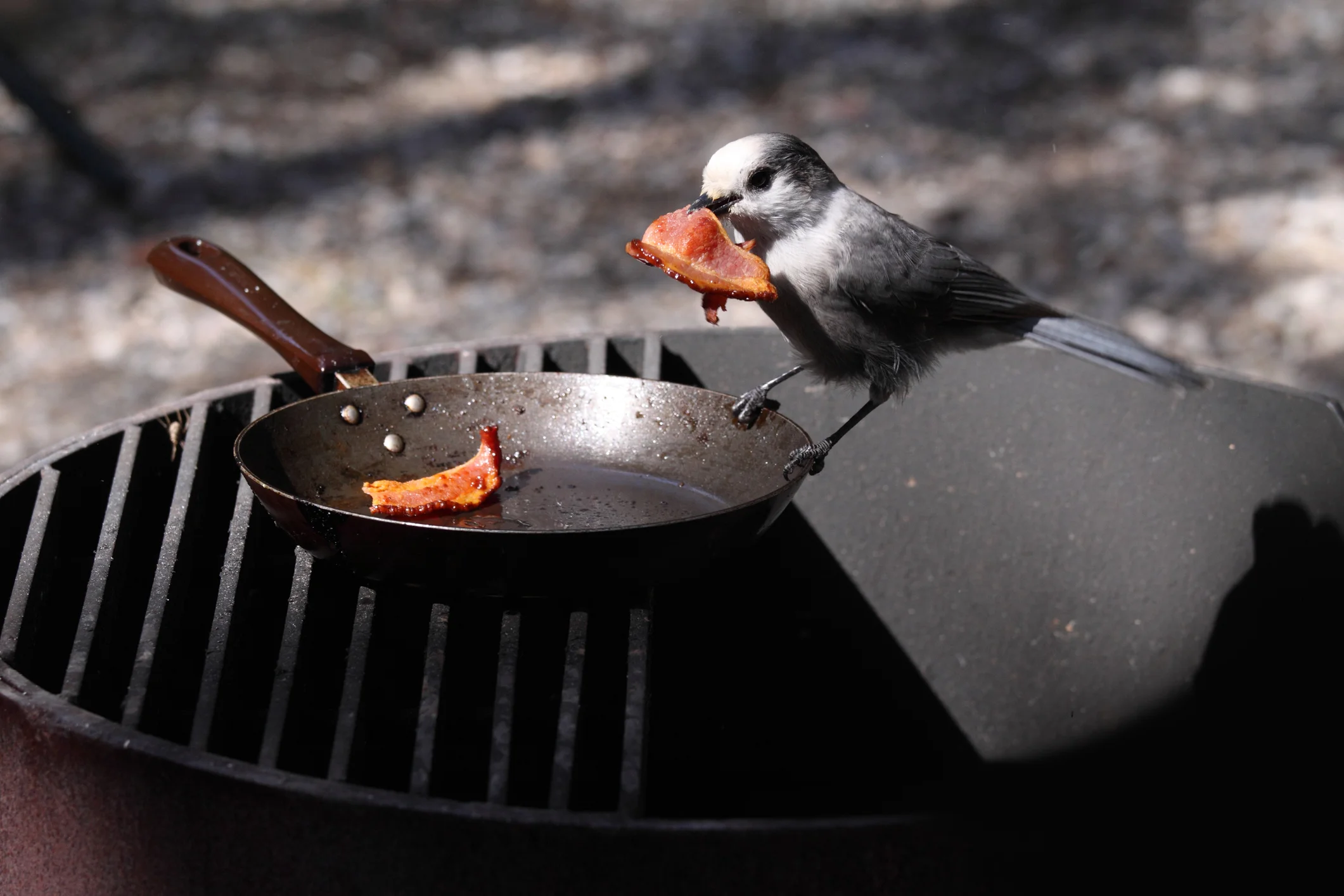 A Word on the Bird The Gray Jay symbolizes both our past and our future. This exceedingly amiable bird hails from the far north, it’s southernmost range including central Maine and the White Mountains of Northern New Hampshire, the respective homelands of Michelle and Seth. Always ready to share a meal, these birds will eagerly alight on the open hand of a hiker who offers a bit of trail mix. Just as we put up stores of food to preserve the summer bounty for wintertime sustenance these clever corvids maintain hundreds of bark caches in trees around the forest, flitting away with a few nuts in their beak to return a moment later requesting more provisions. Intensely loyal and hardy, they mate for life and do not migrate to warmer climes, but stick it out when the going gets tough, relying on their own gumption and the generosity of the humans they befriend. And, as you can see in the photo, they are a bit playfully mischievous