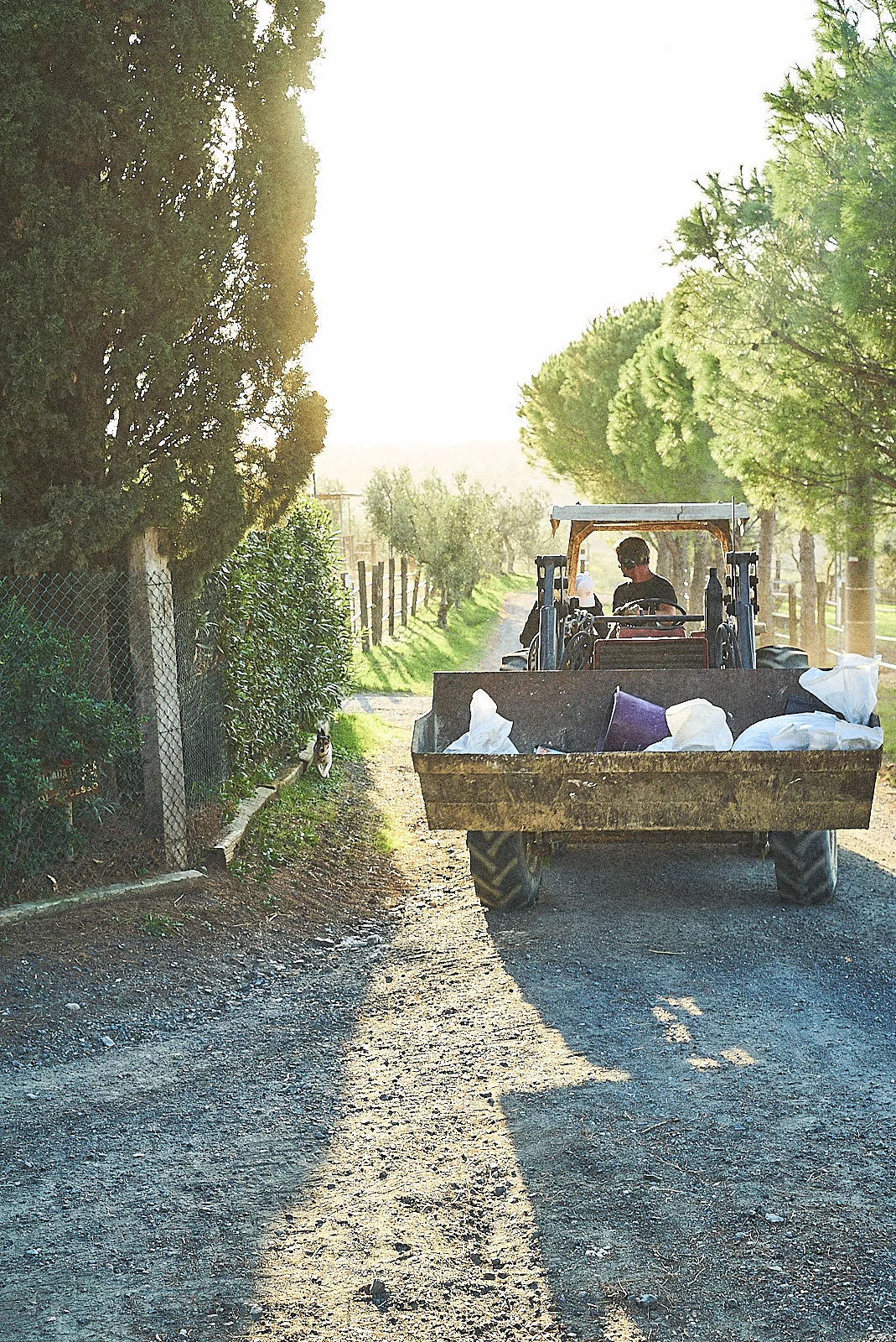 the tuscan gold. it’s much more than that