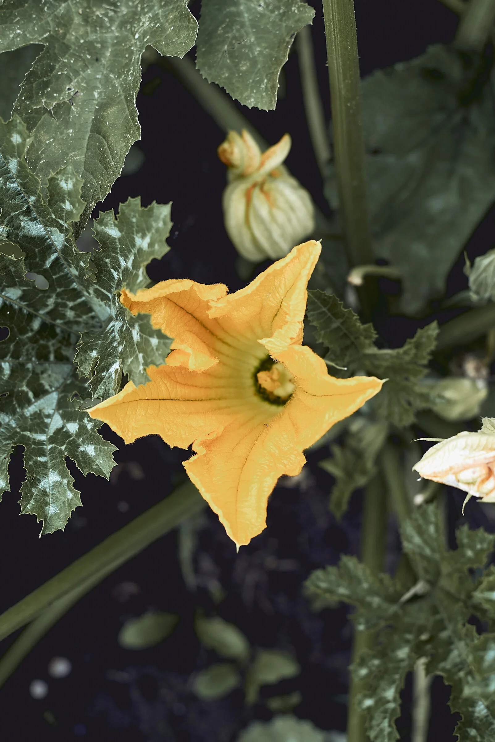 Zucchini flowers
