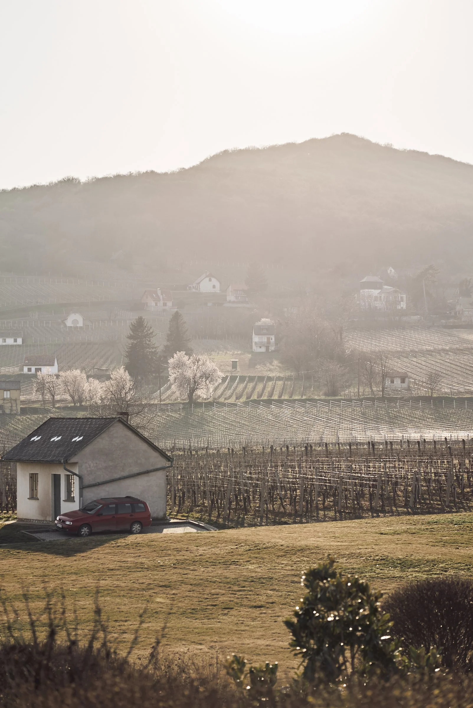 through vineyards. hungary