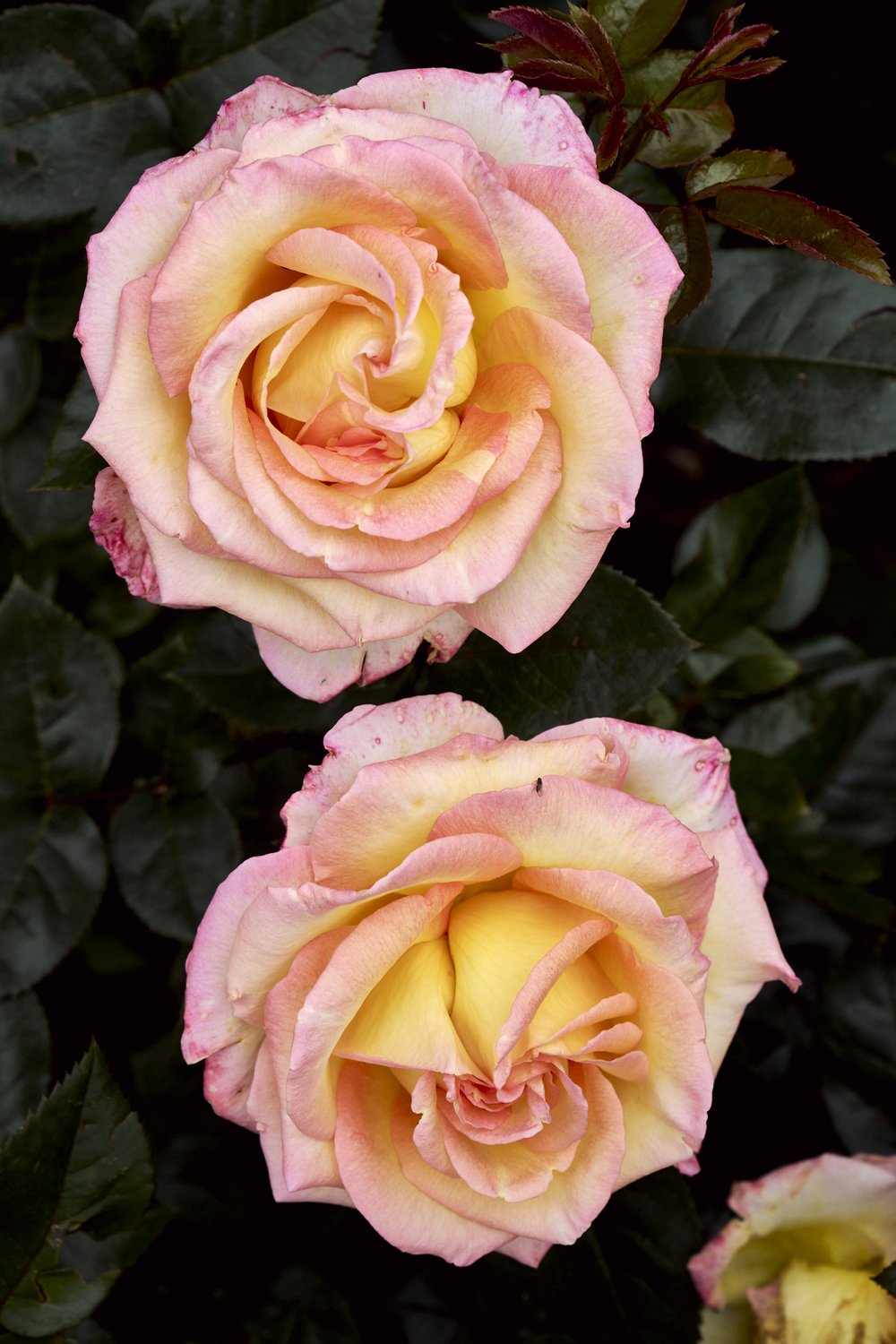 rose garden_tetedor_may2024 8.jpg