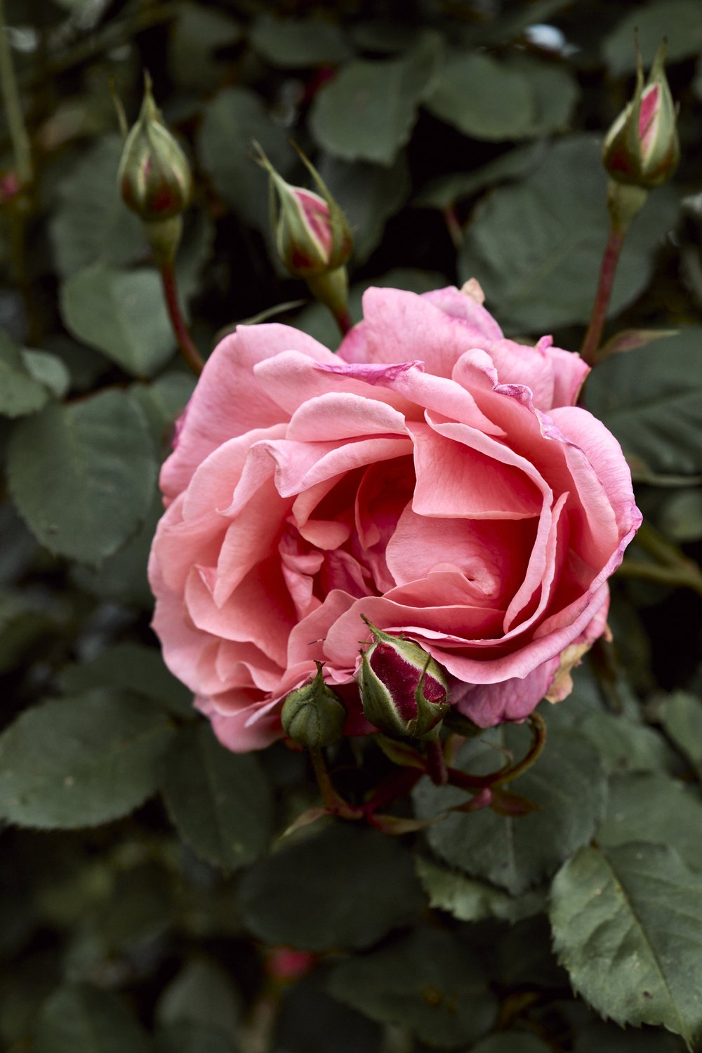 rose garden_tetedor_may2024 15.jpg