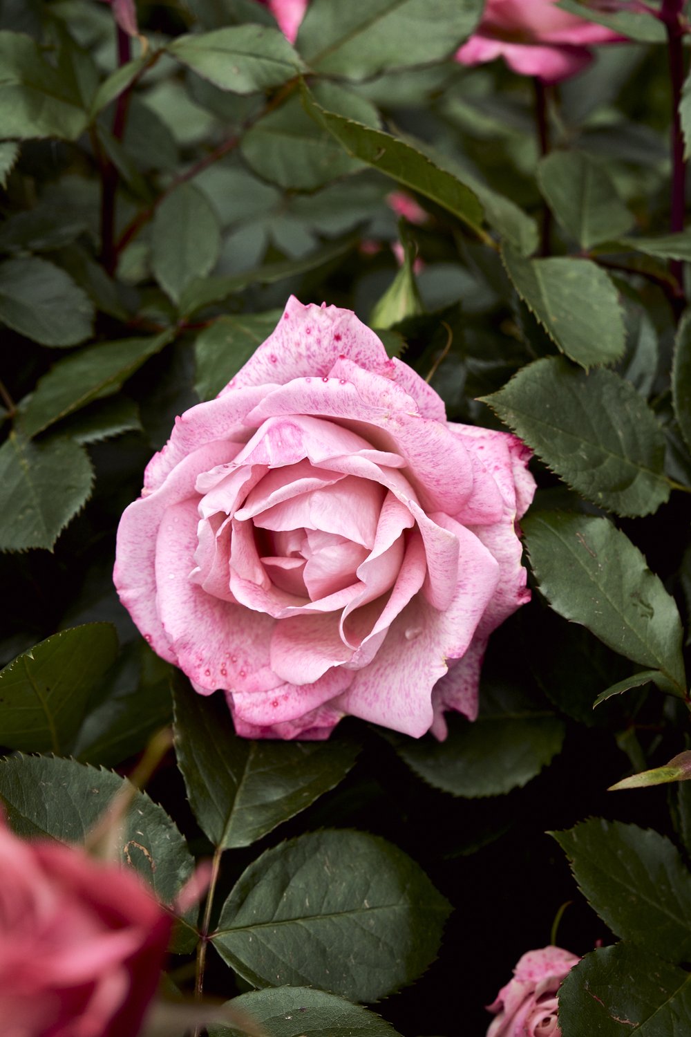rose garden_tetedor_may2024 19.jpg