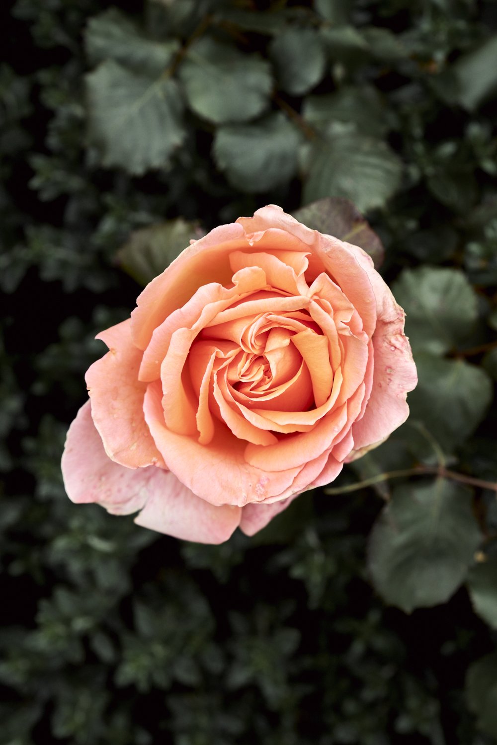 rose garden_tetedor_may2024 29.jpg