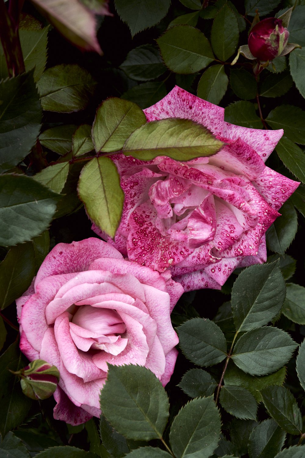 rose garden_tetedor_may2024 20.jpg