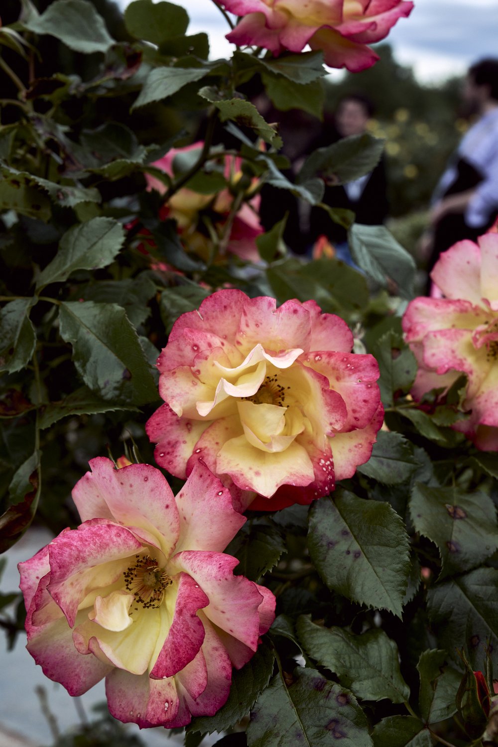 rose garden_tetedor_may2024 24.jpg