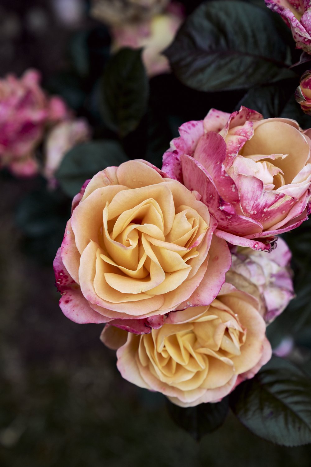 rose garden_tetedor_may2024 57.jpg