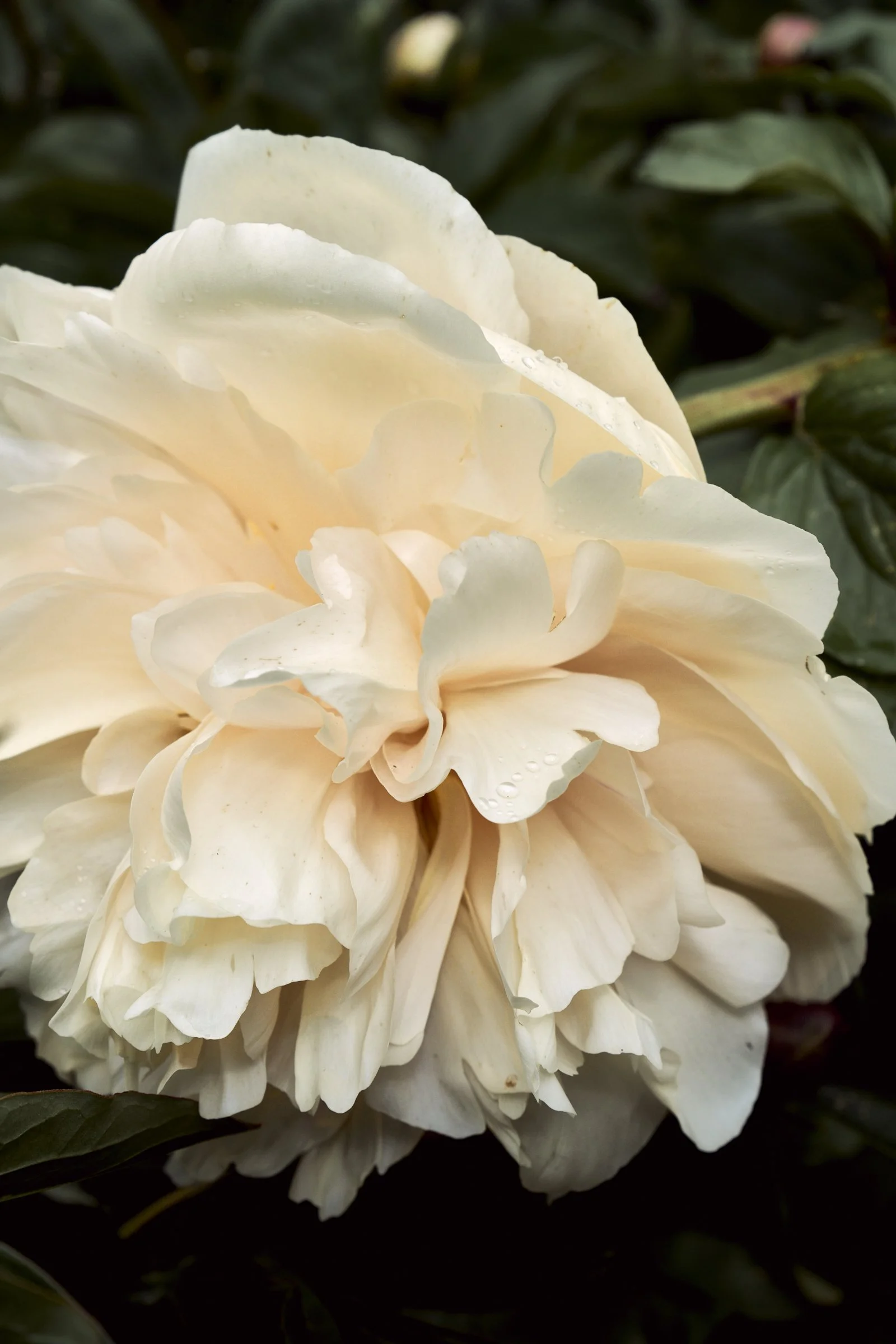 May at the Parc Tete d'Or