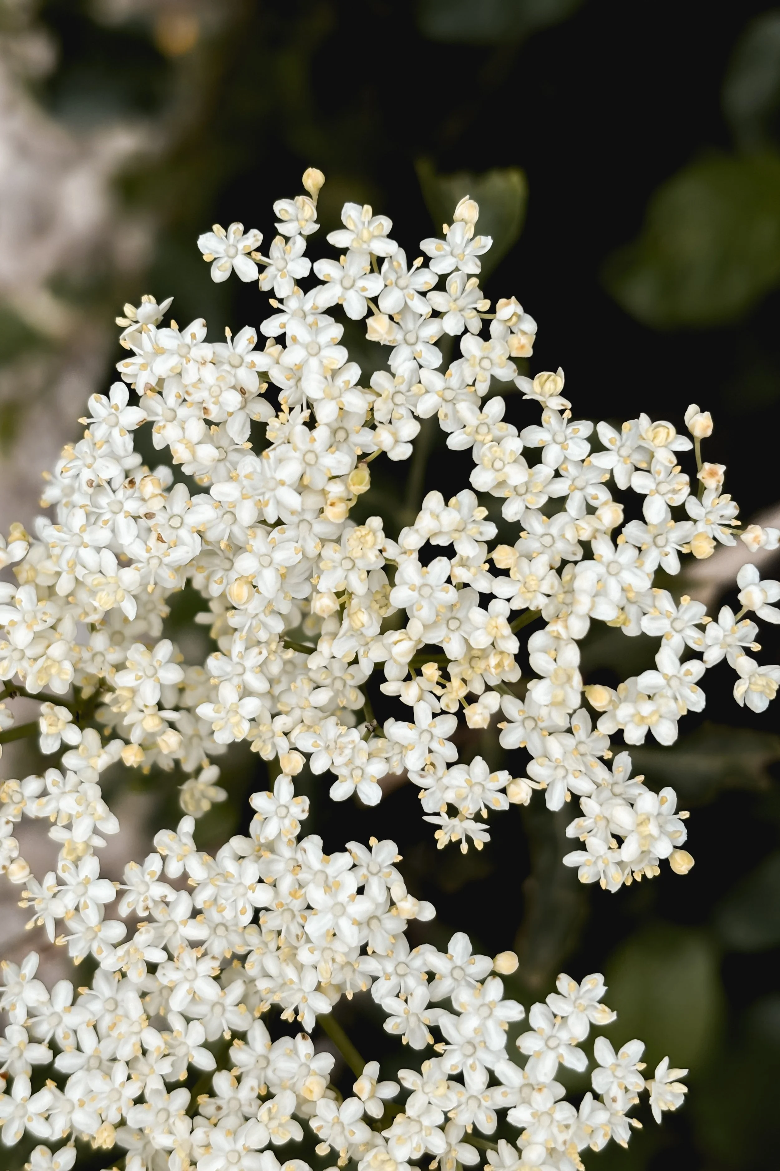 Elderflower
