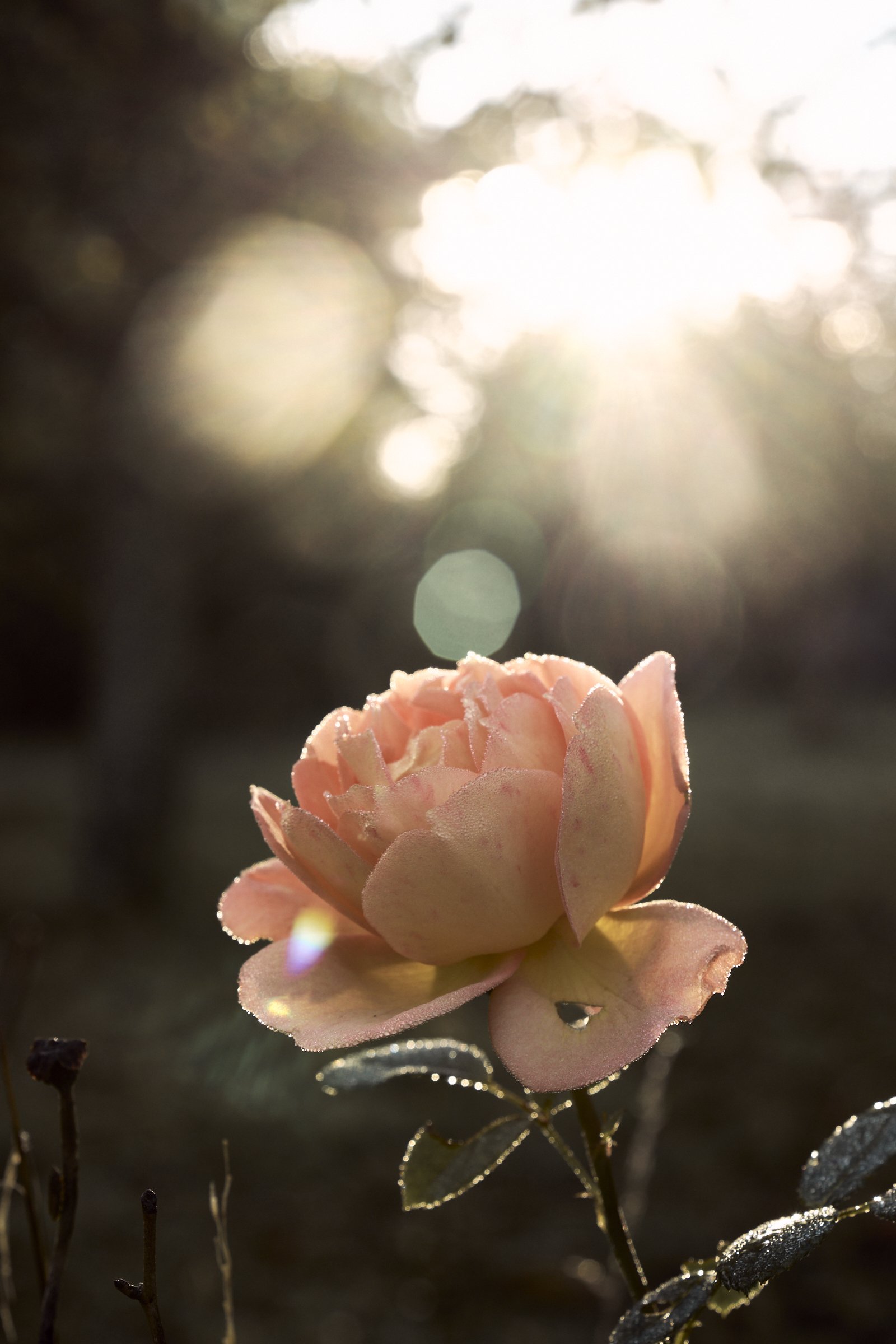 Droplets on the roses. cognac. and 18 dishes