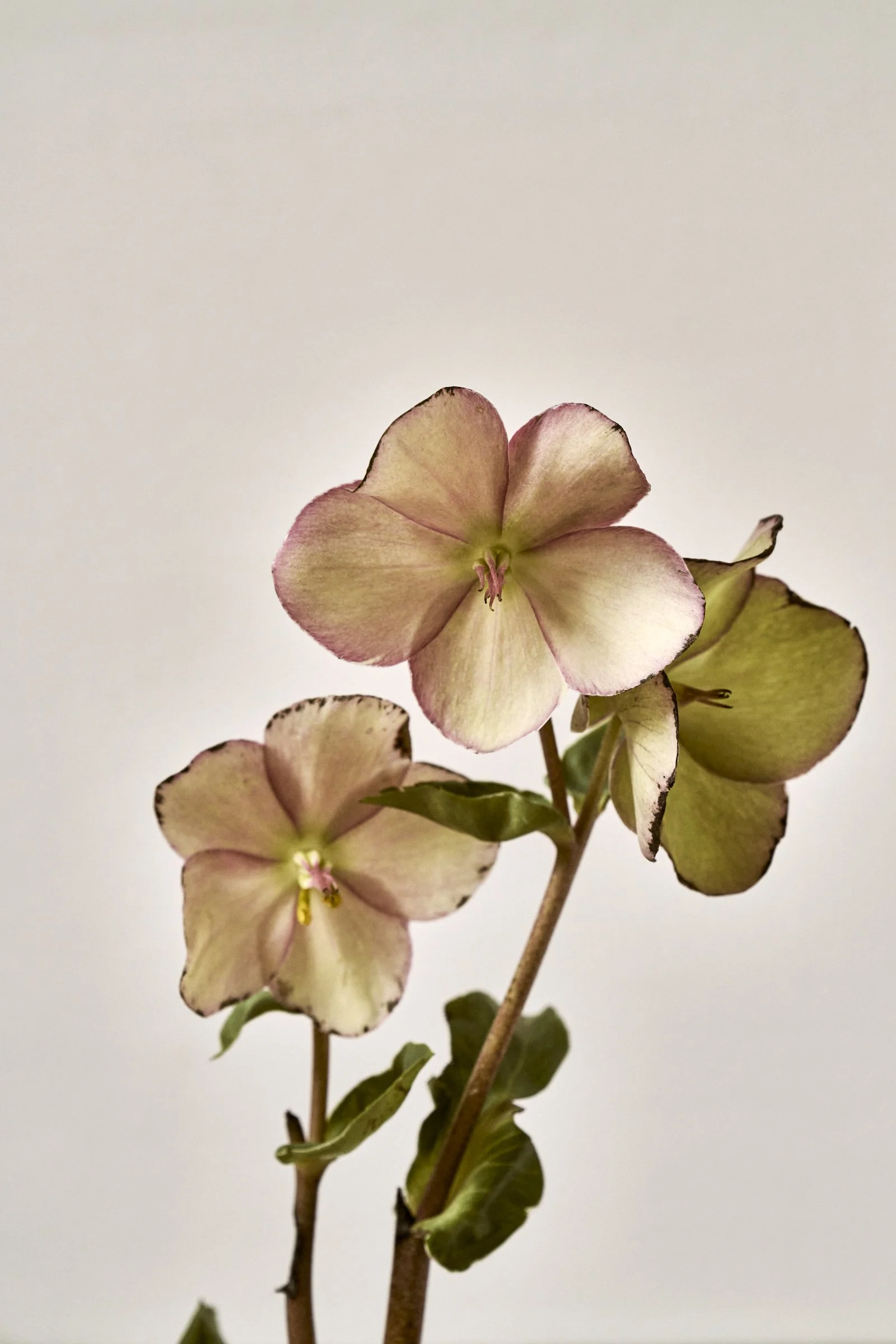 Hellebore
