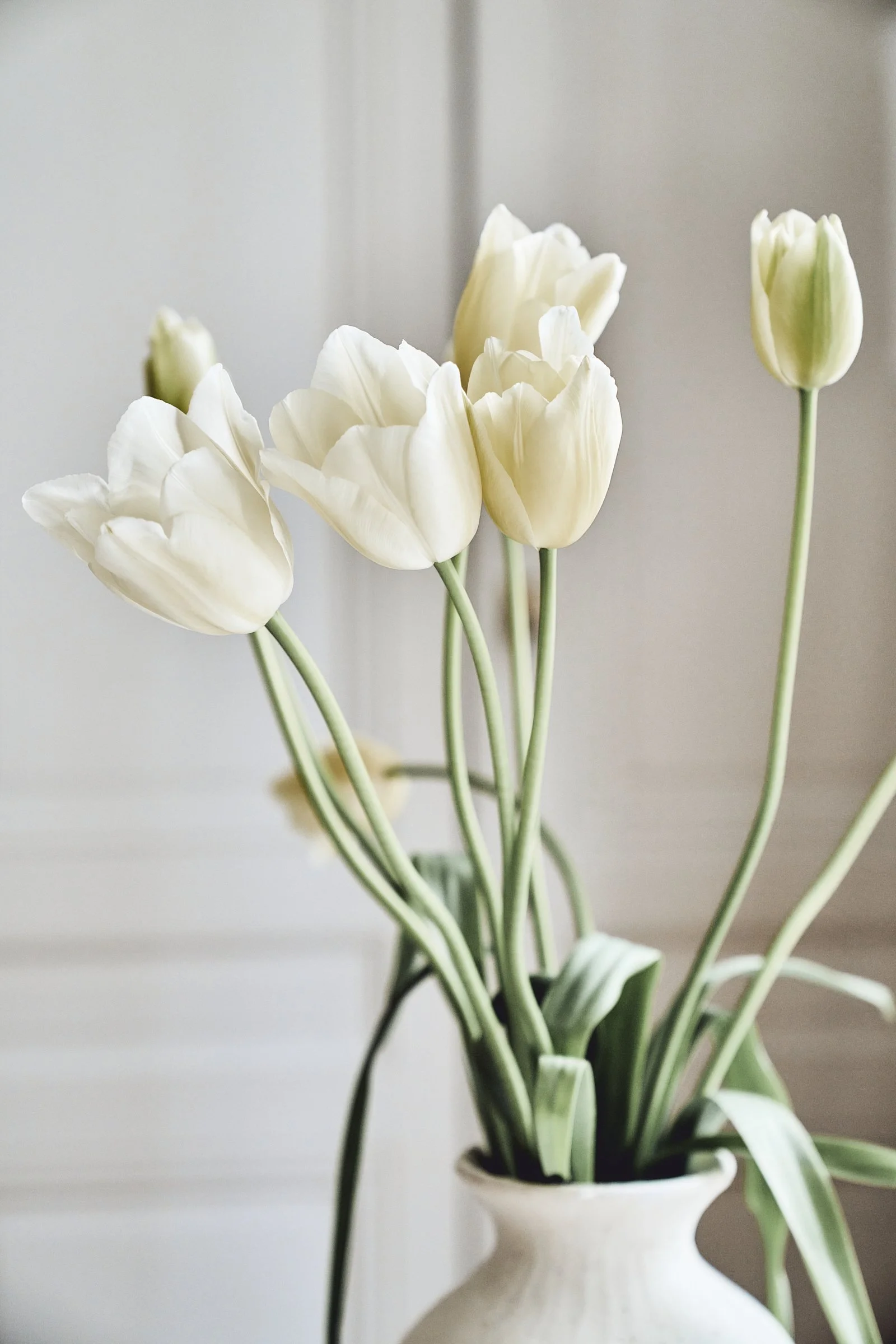 Tulips