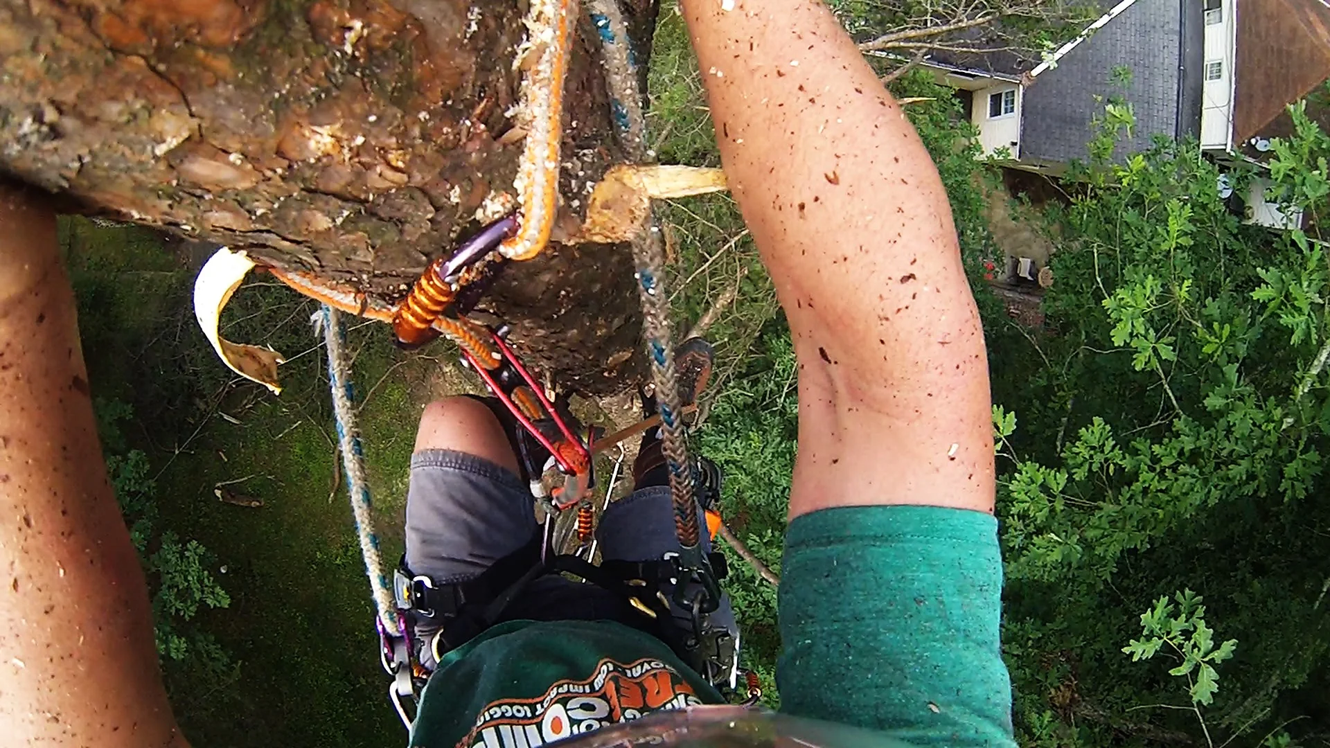Tree Climbing.jpg