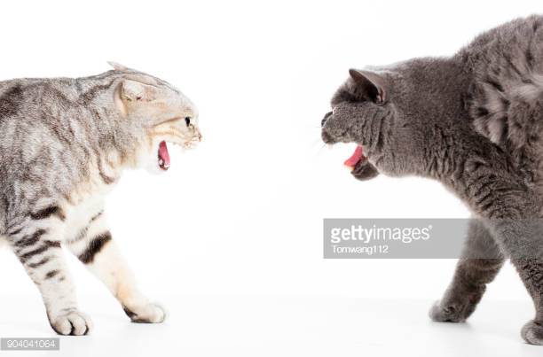 Photo by Tomwang112/iStock / Getty Images