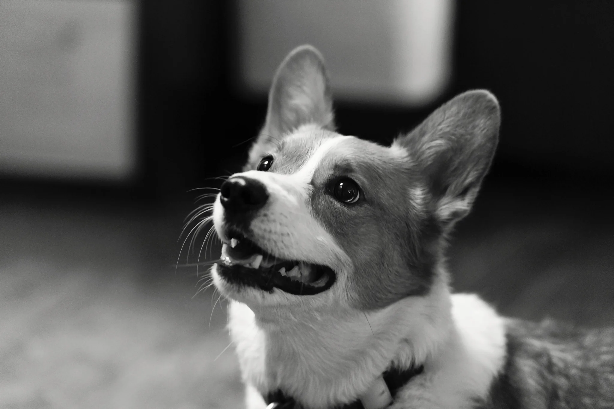 Donovan 007_BW.jpg
