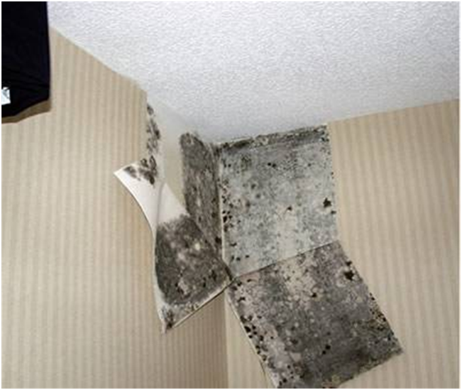A HOME INSPECTION SAVED THEM FROM POSSIBLE HEALTH HAZARDS & THOUSANDS IN MOLD MITIGATION.