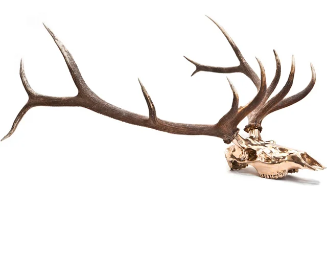 Ashley Tudor, Bronze European Elk Mount