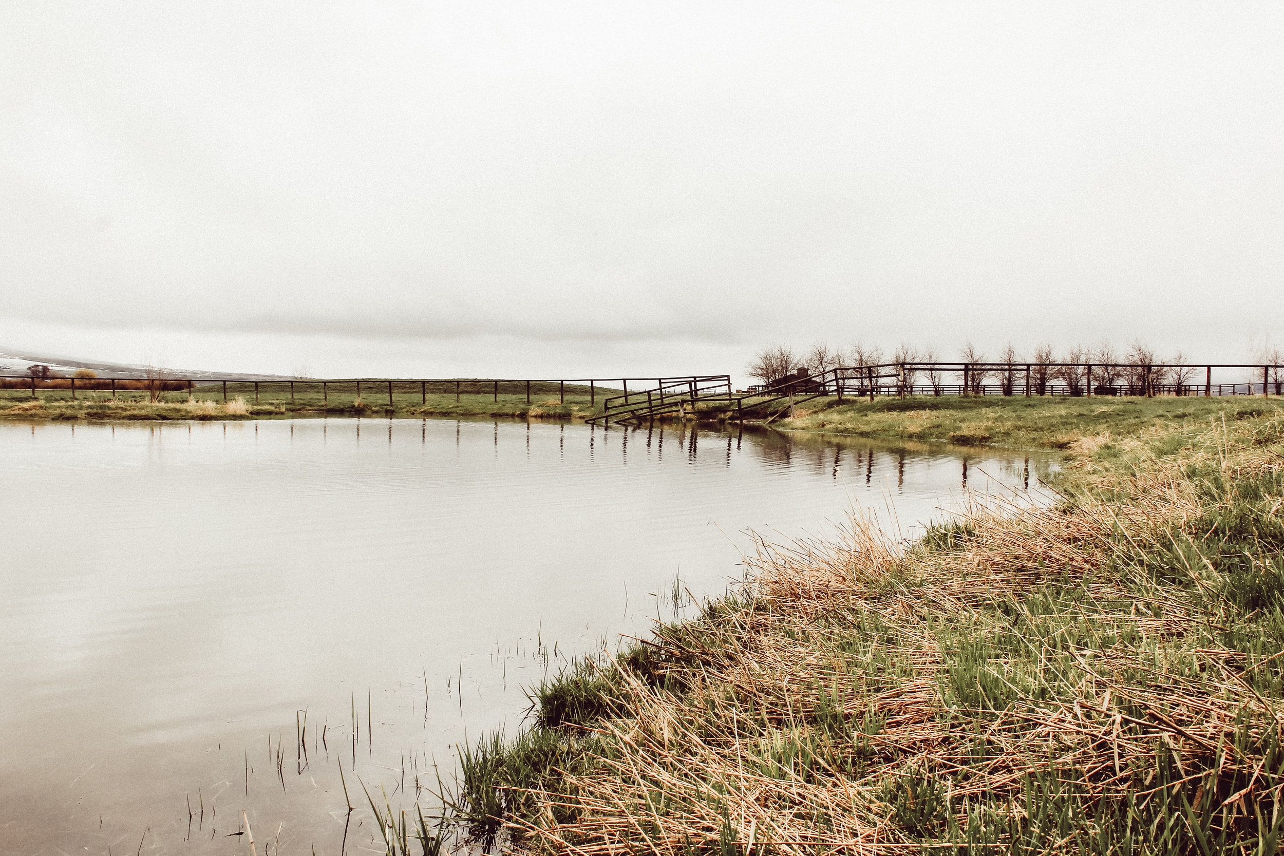 The pond