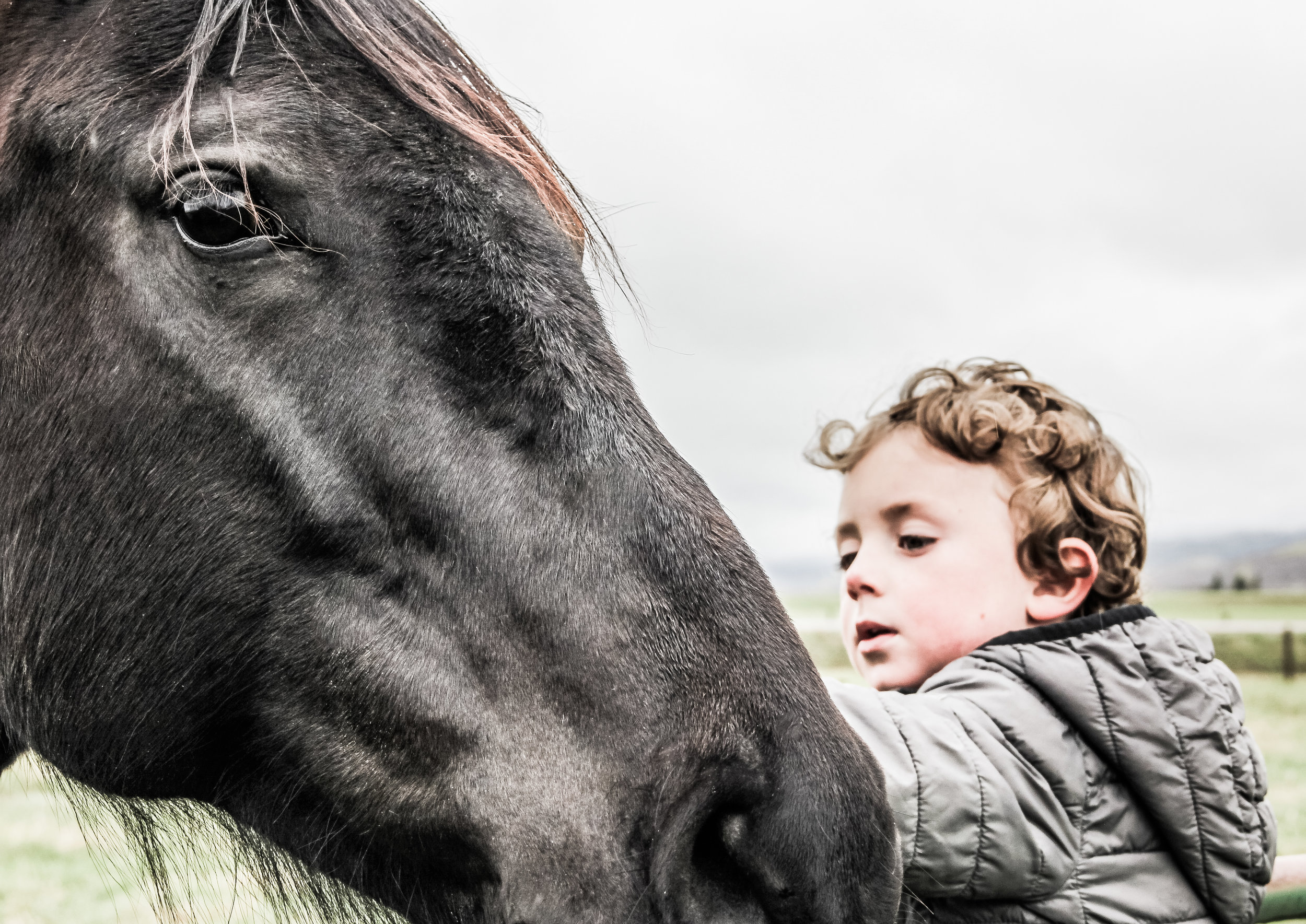My favorite horse grazing in our pasture