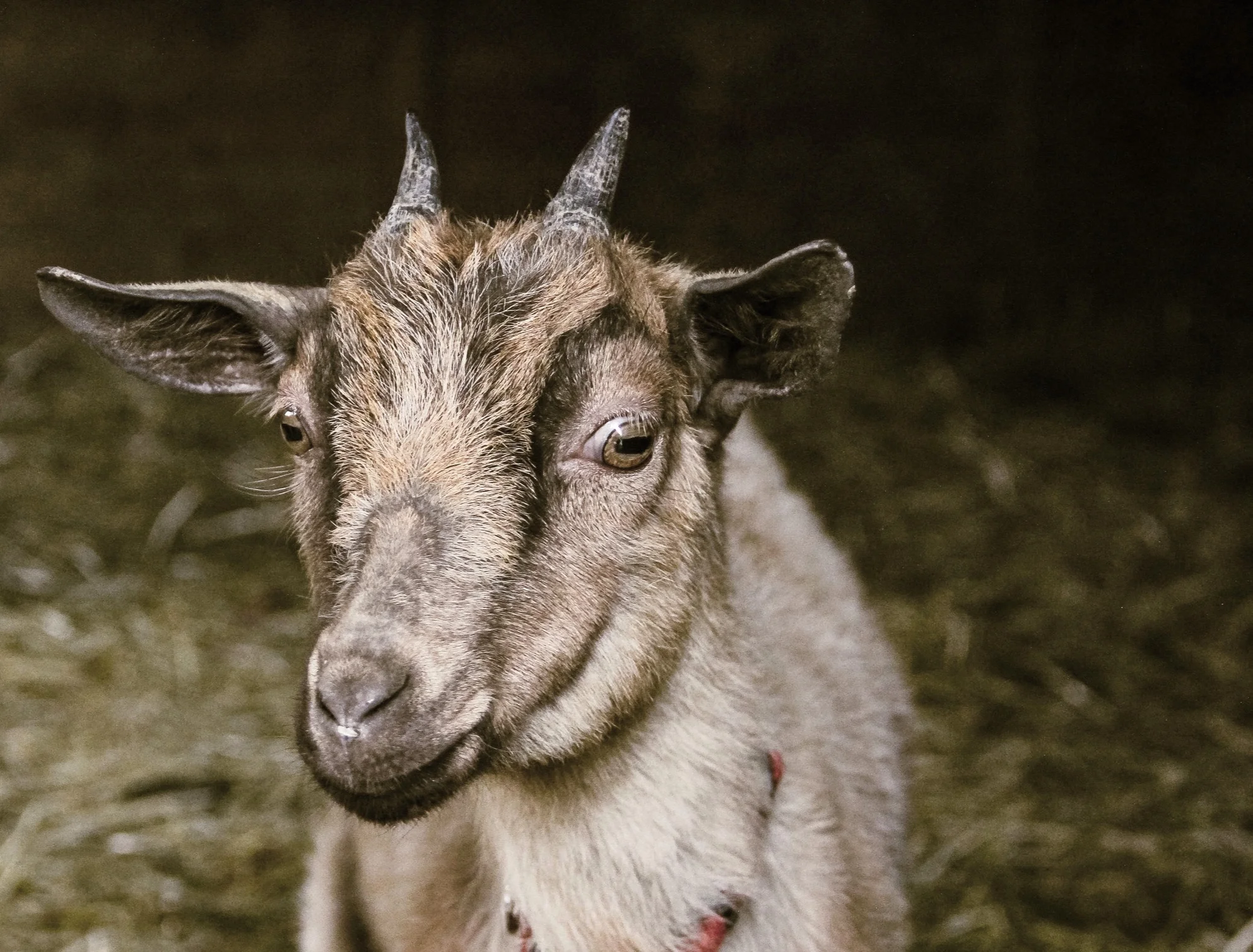 Lucy, one of our goats