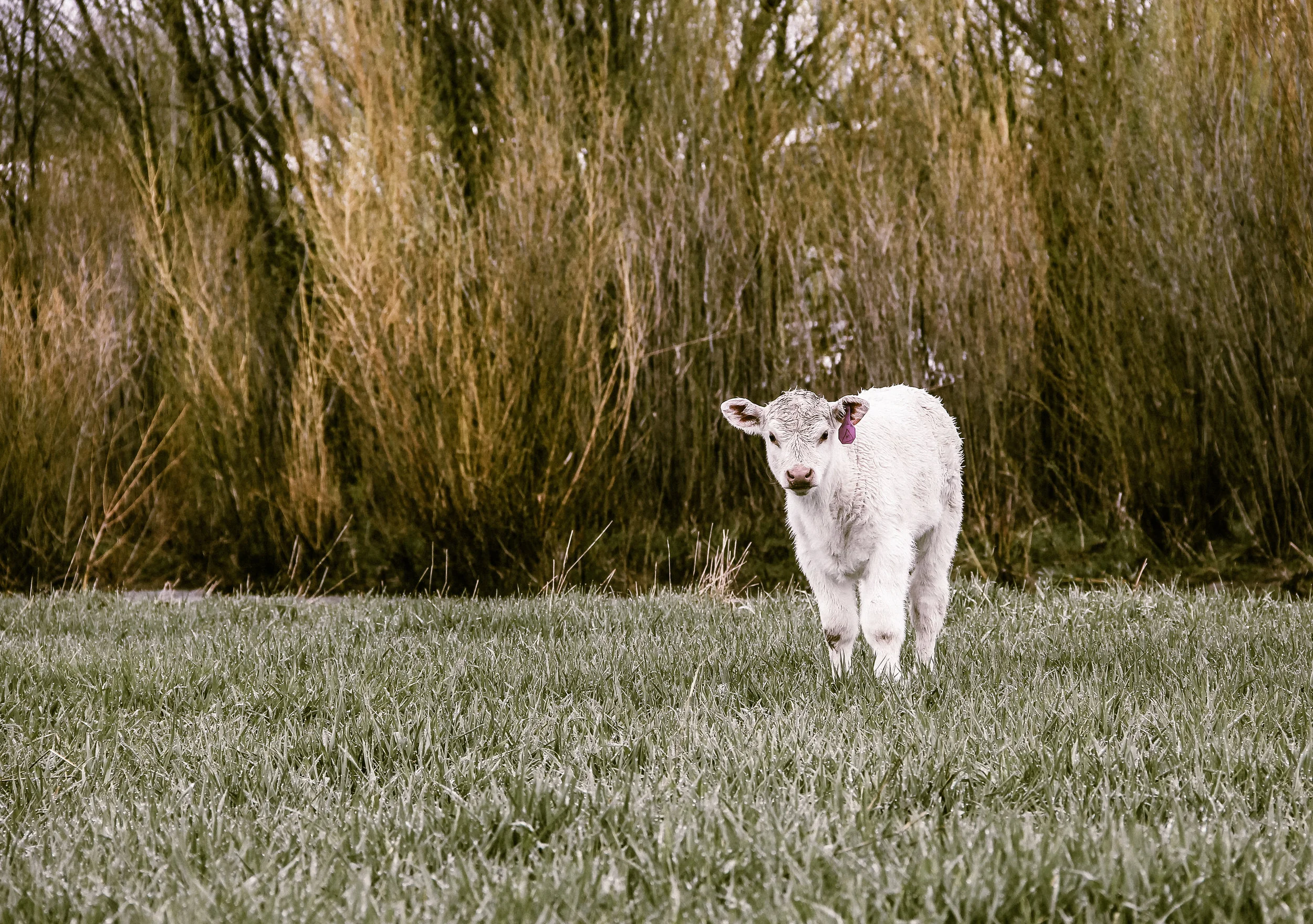 Our baby calf, Wild Child