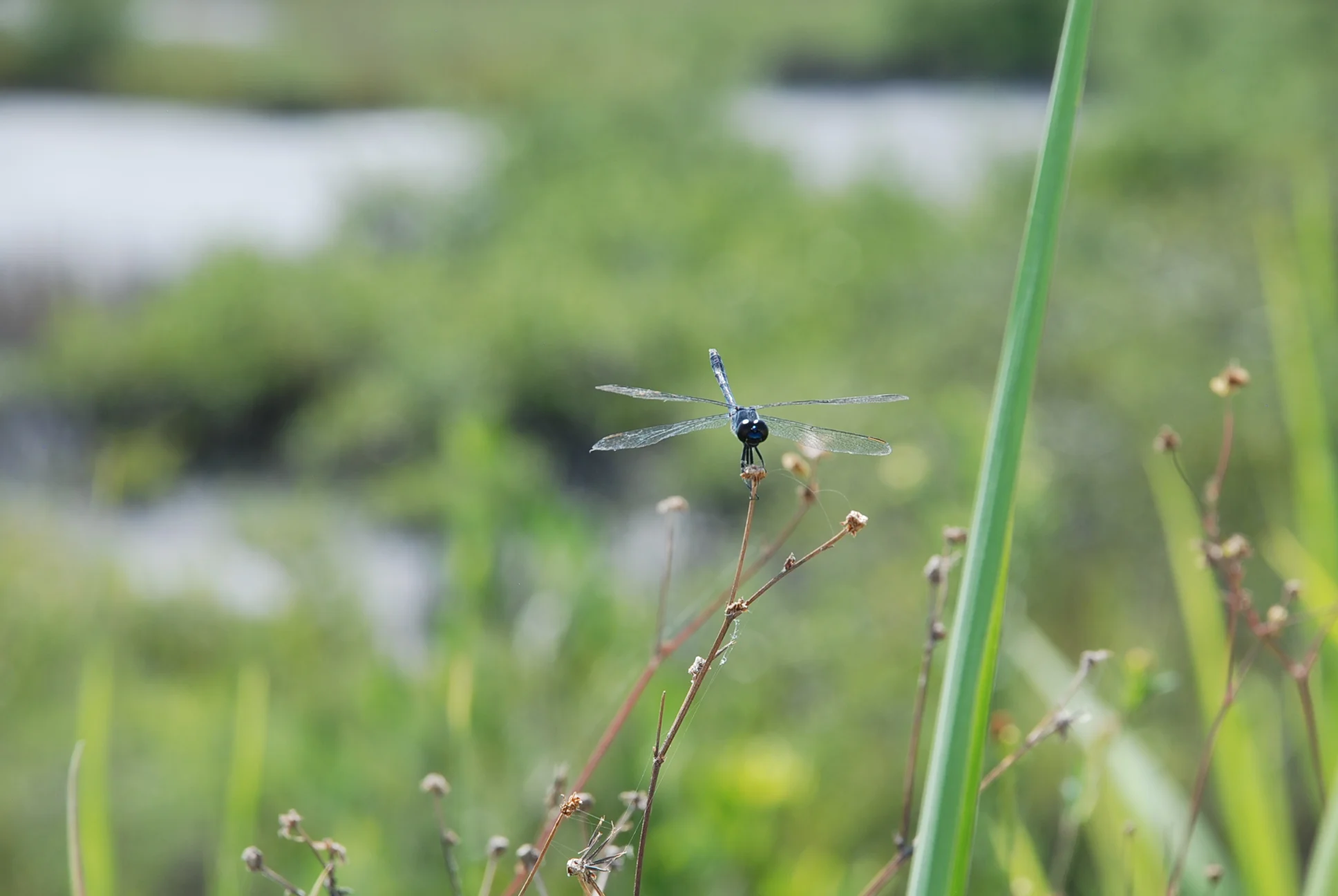 DSC_0504.JPG