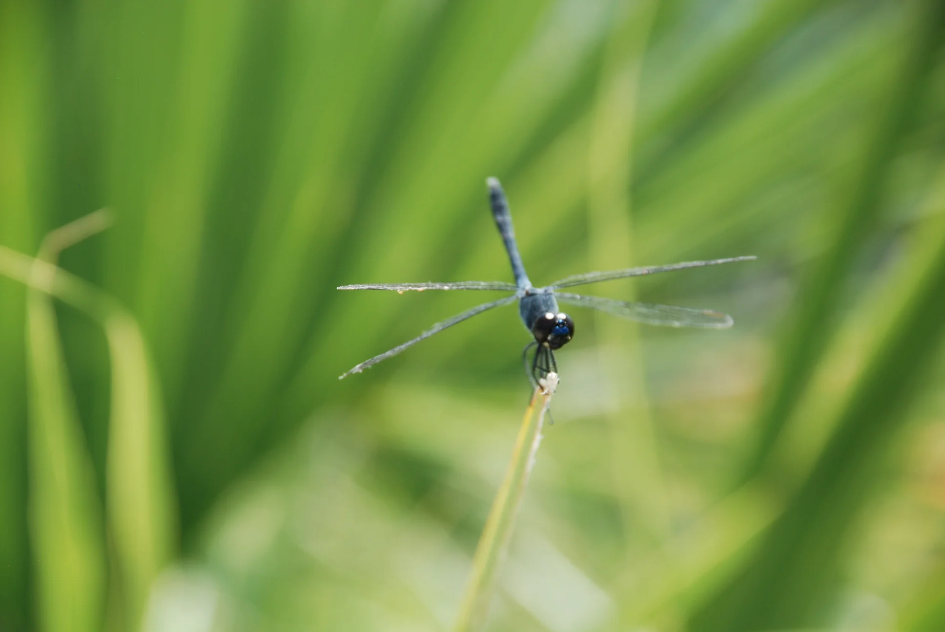 DSC_0518.JPG