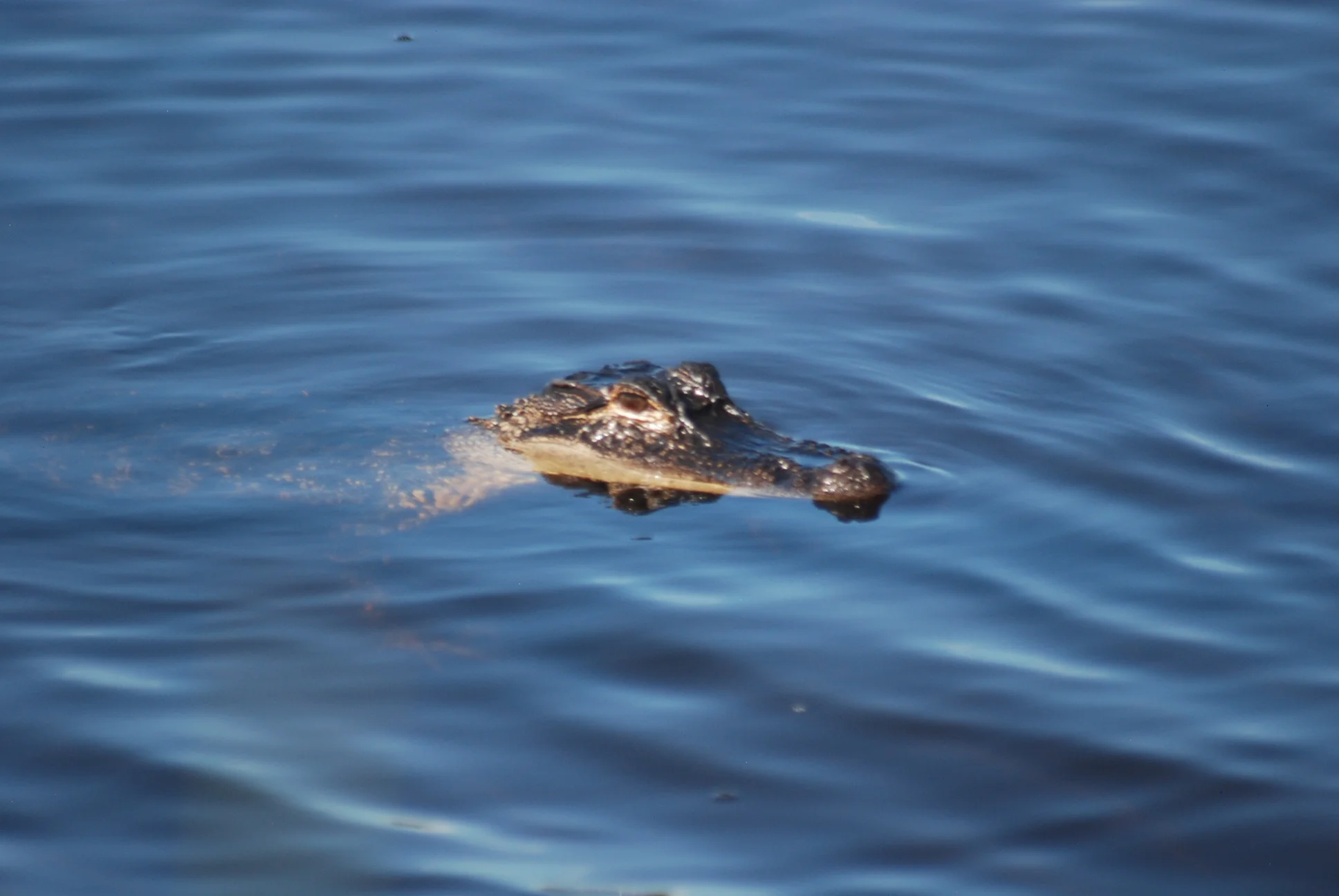 DSC_0696.JPG