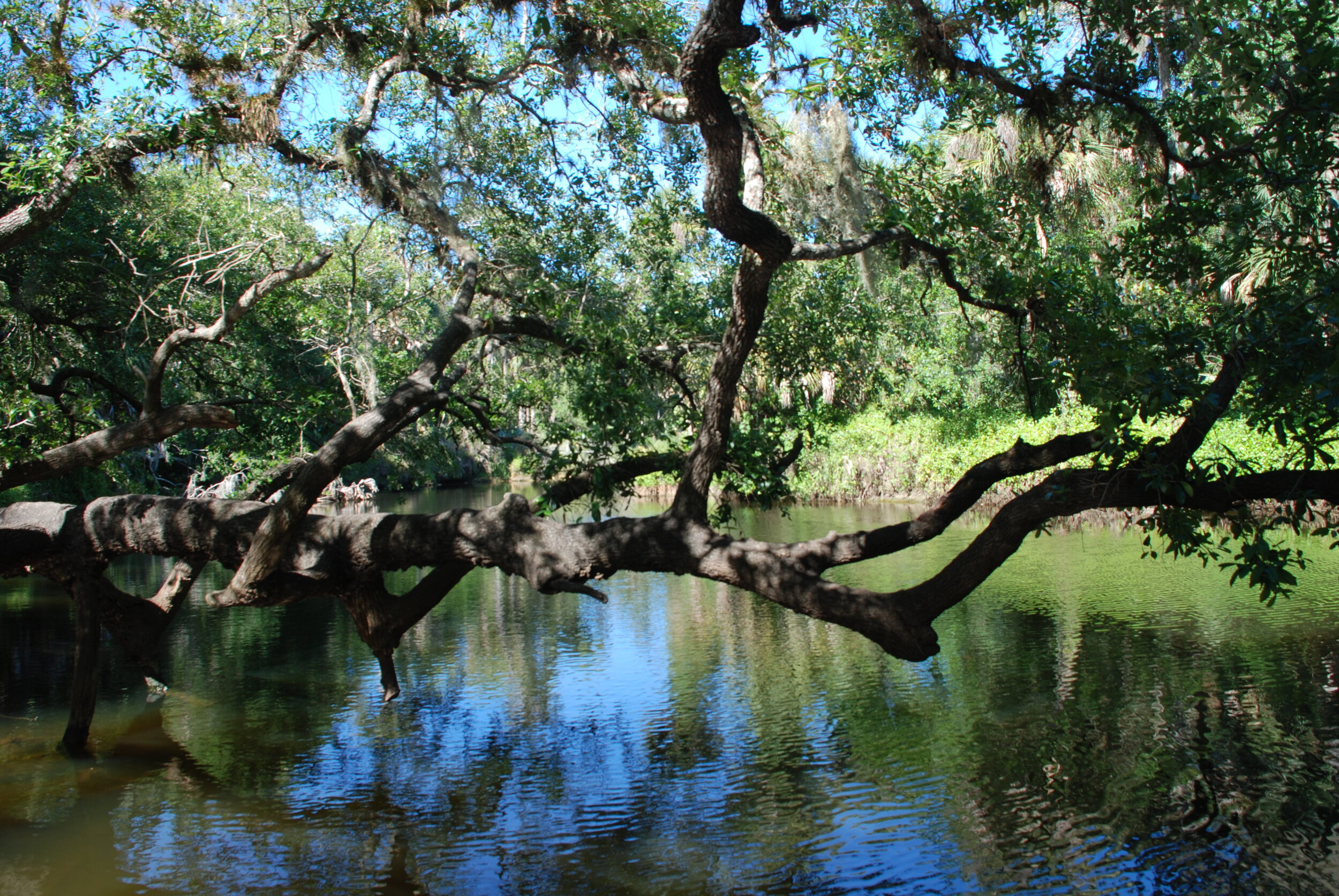 DSC_0110.JPG