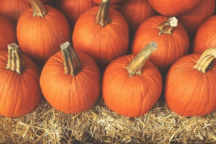 pumpkins.jpg